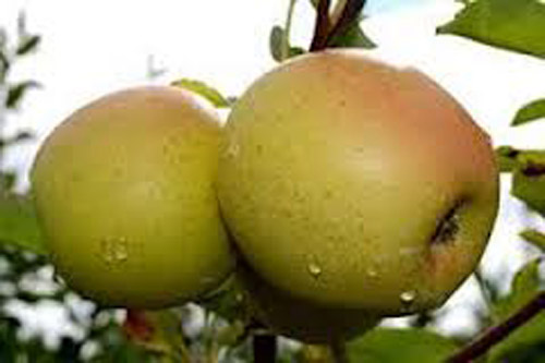 اﻟﺘﻔﺎح  مع ﻗﺸﺮه ﻣﻔﯿﺪ ﻟﻤﺮﺿﻰ ھﺸﺎﺷﺔ اﻟﻌﻈﺎم ويقلل  نسبة الدهون في الدم